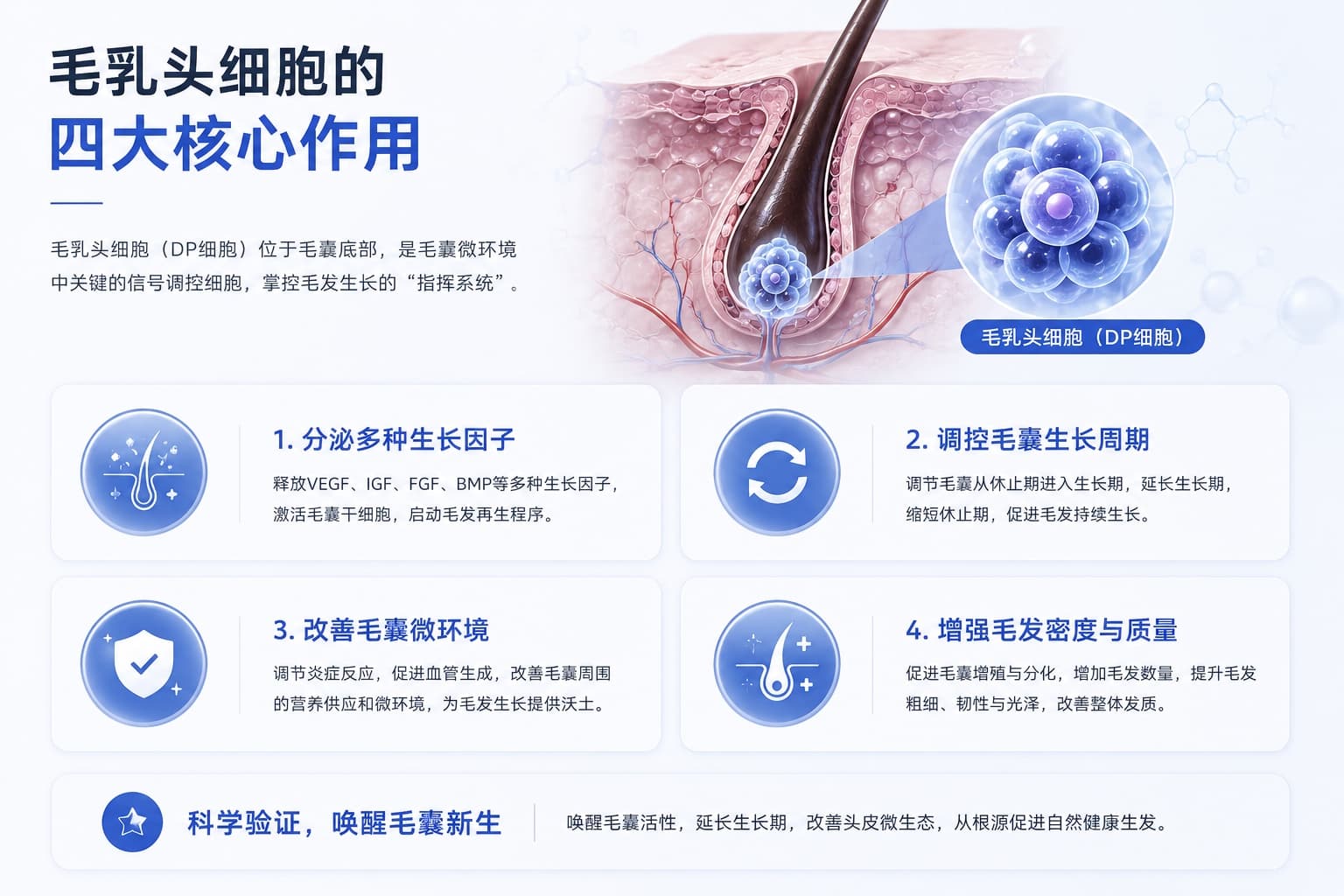 毛乳头细胞分泌生长因子、调控毛囊周期、改善毛囊微环境并影响毛发密度与质量