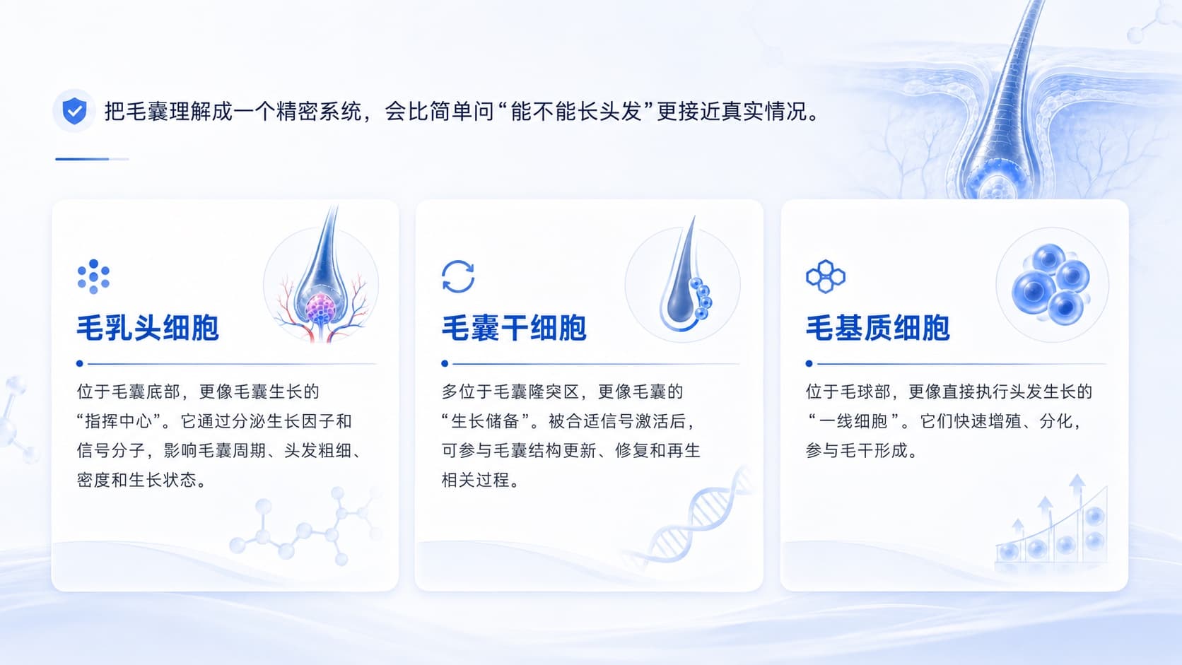 毛乳头细胞、毛囊干细胞和毛基质细胞在毛囊系统中的位置与作用